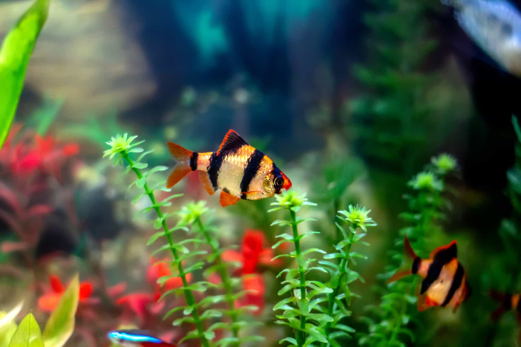 Tiger Barbs