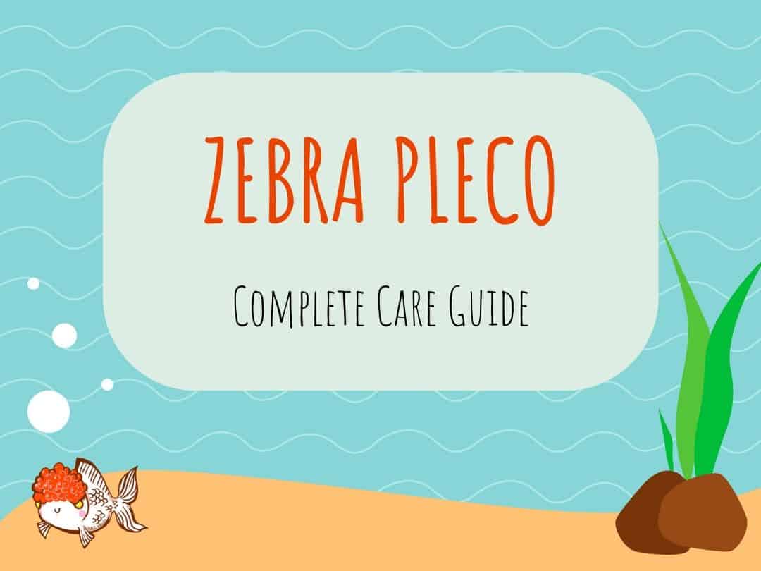 Zebra Pleco Care Guide