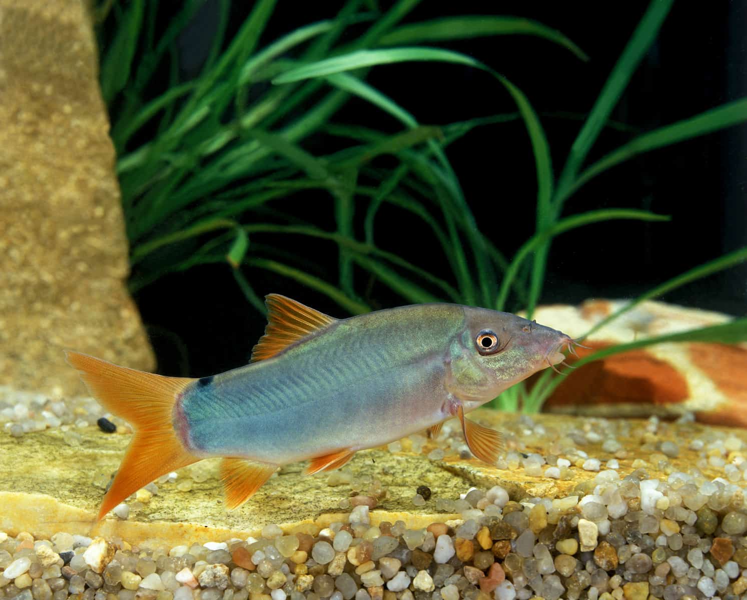 Redtail Loach