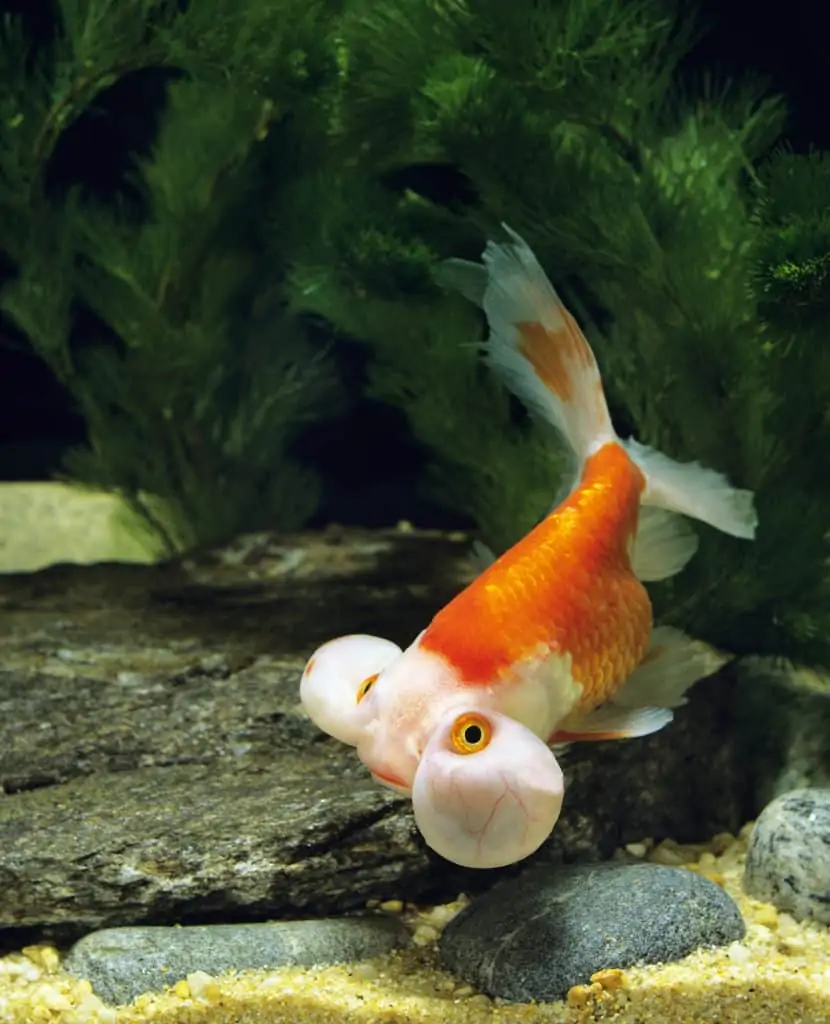 bubble eye goldfish