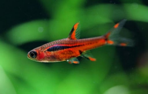 Chili Rasbora