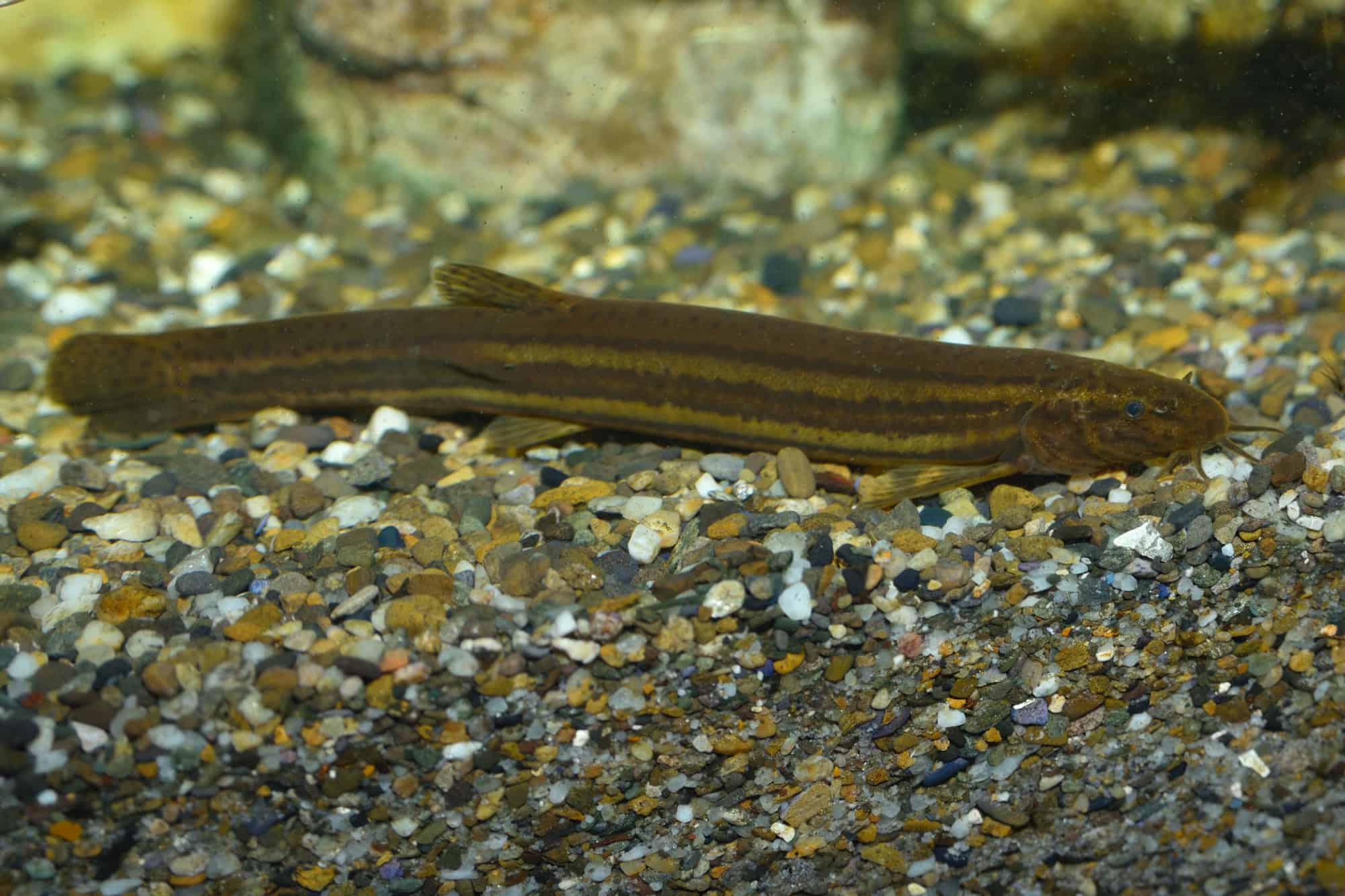 Dojo Loach