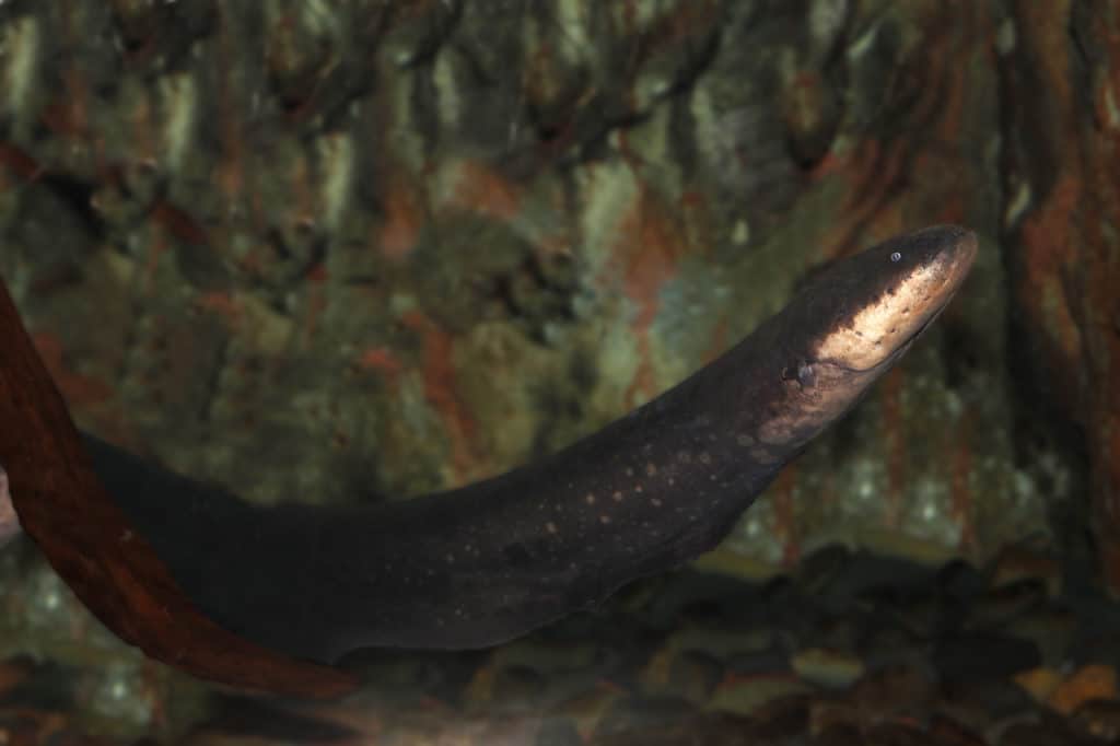 freshwater eel