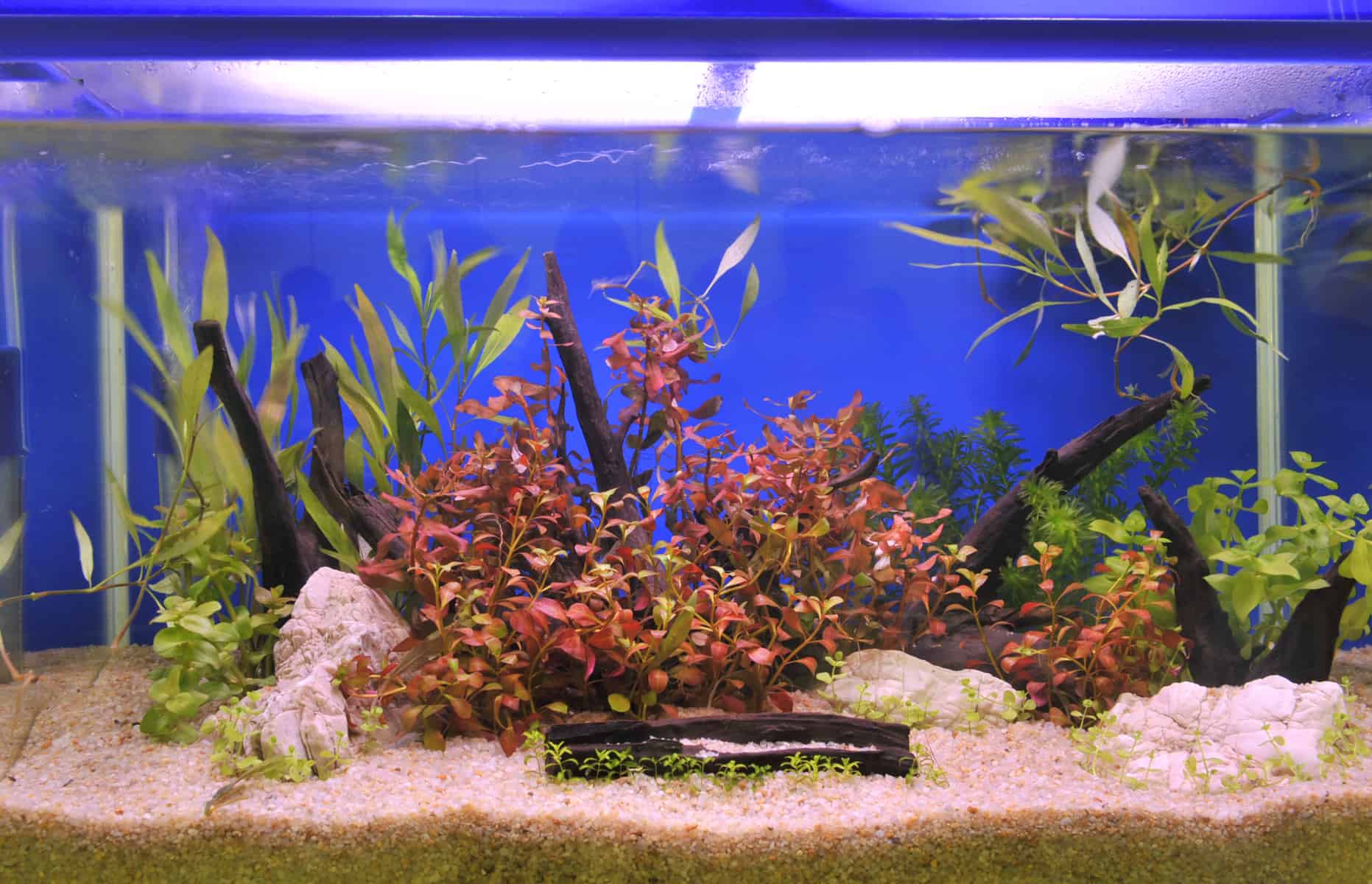 How much gravel do i need for my fish tank Aquarium Gravel Types Benefits And Disadvantages Aquariadise