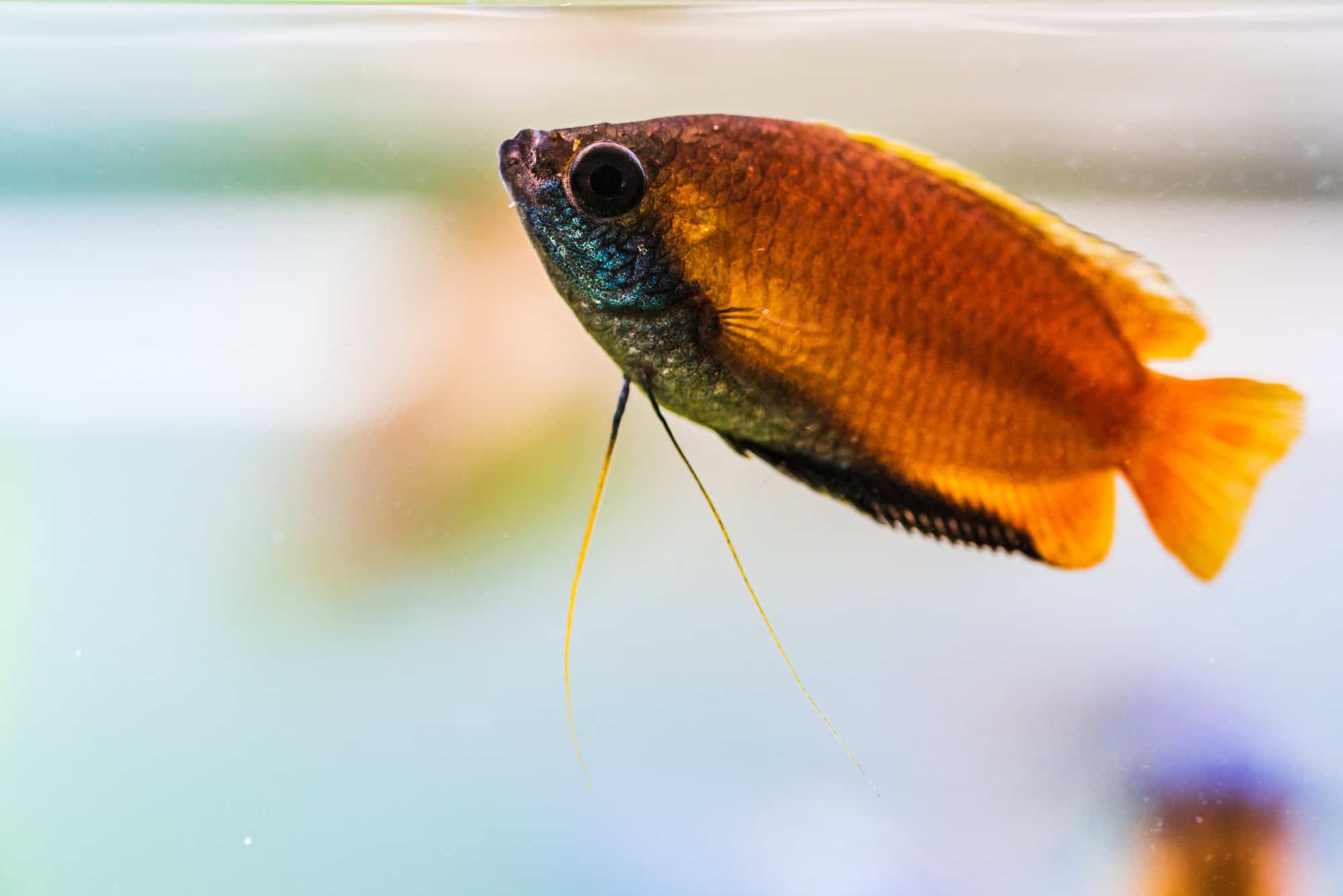 Honey Gourami Golden Colored And Peaceful Species Aquariadise