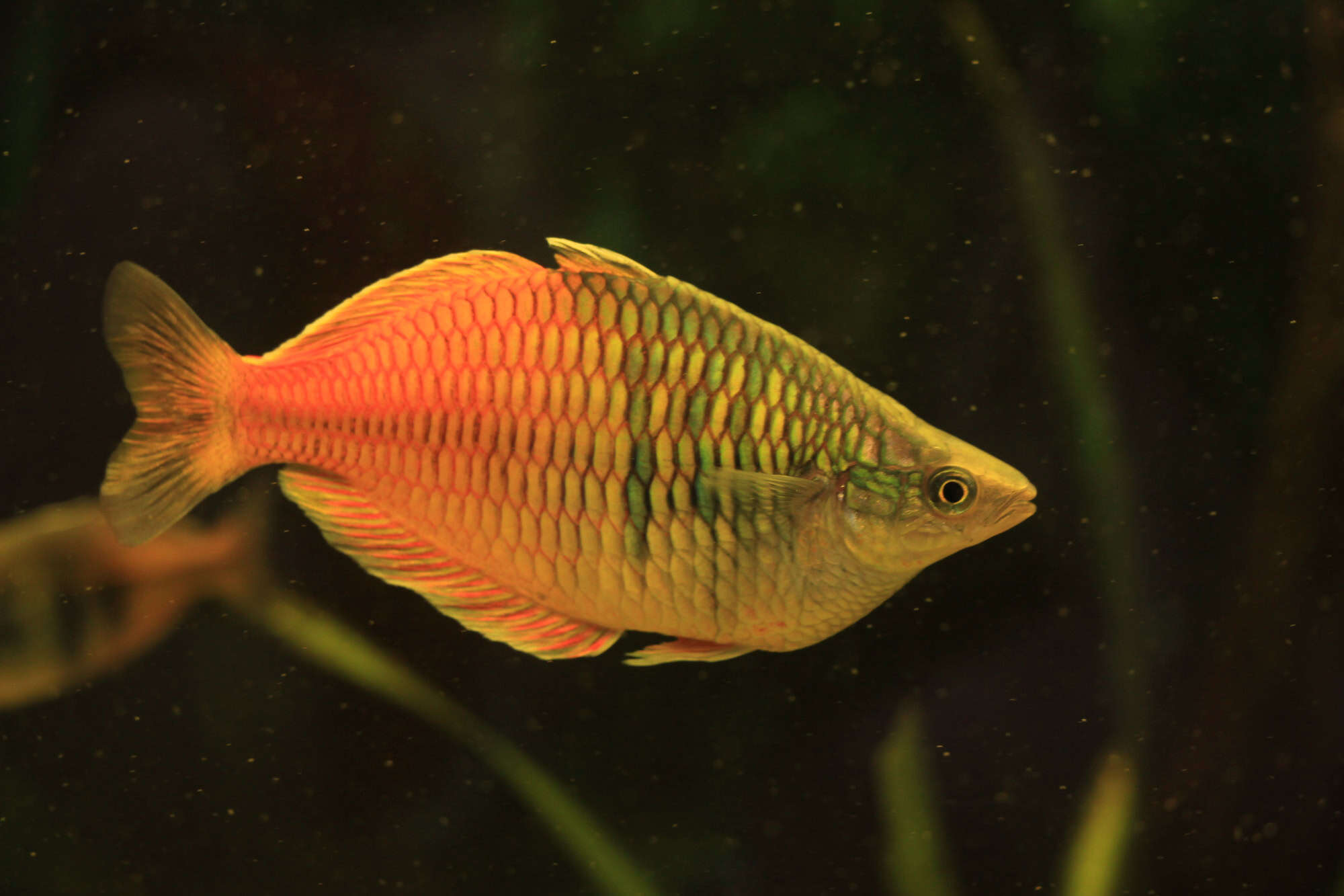 Miel Gourami