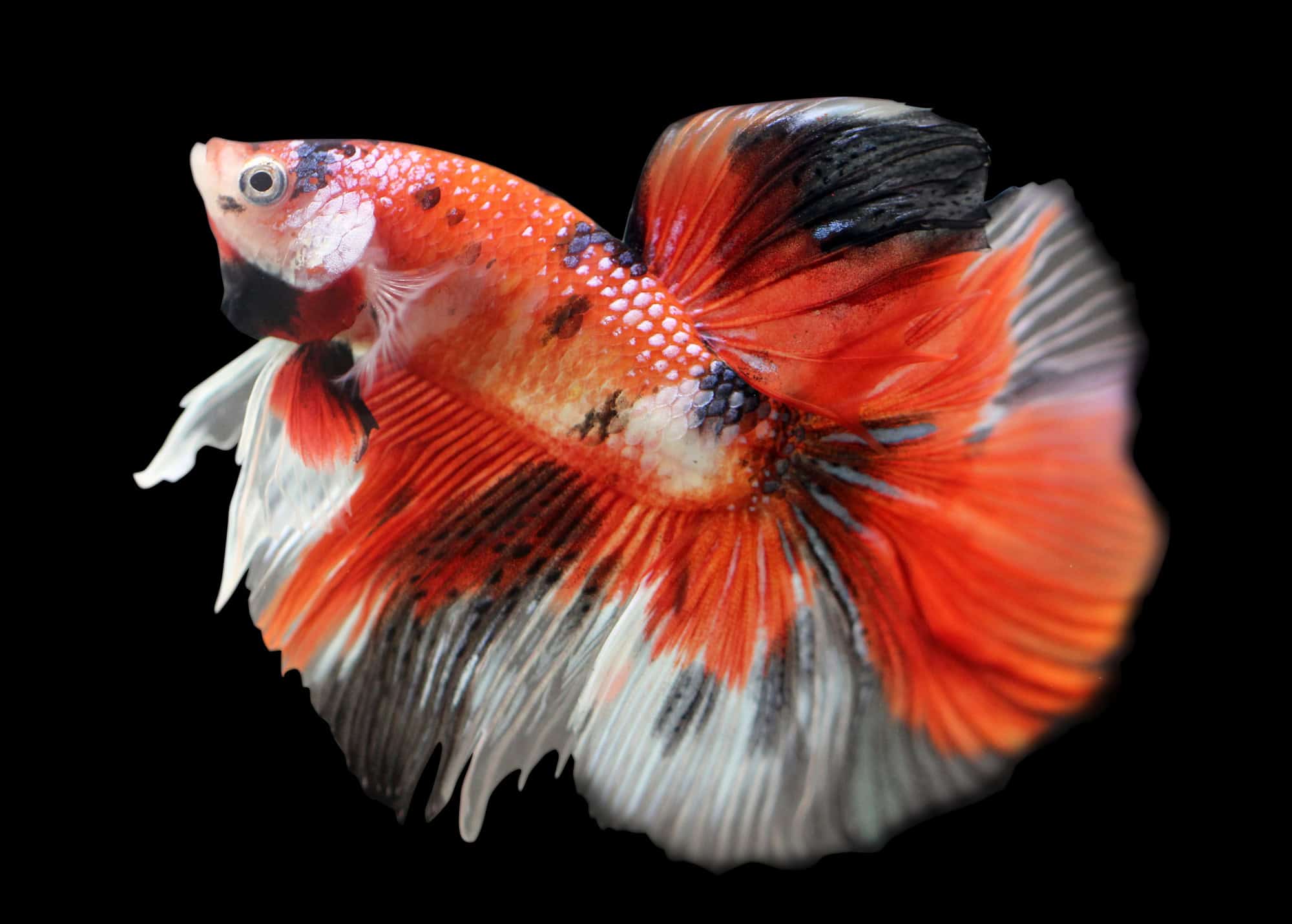 Koi Betta: Betta splendens Marble 