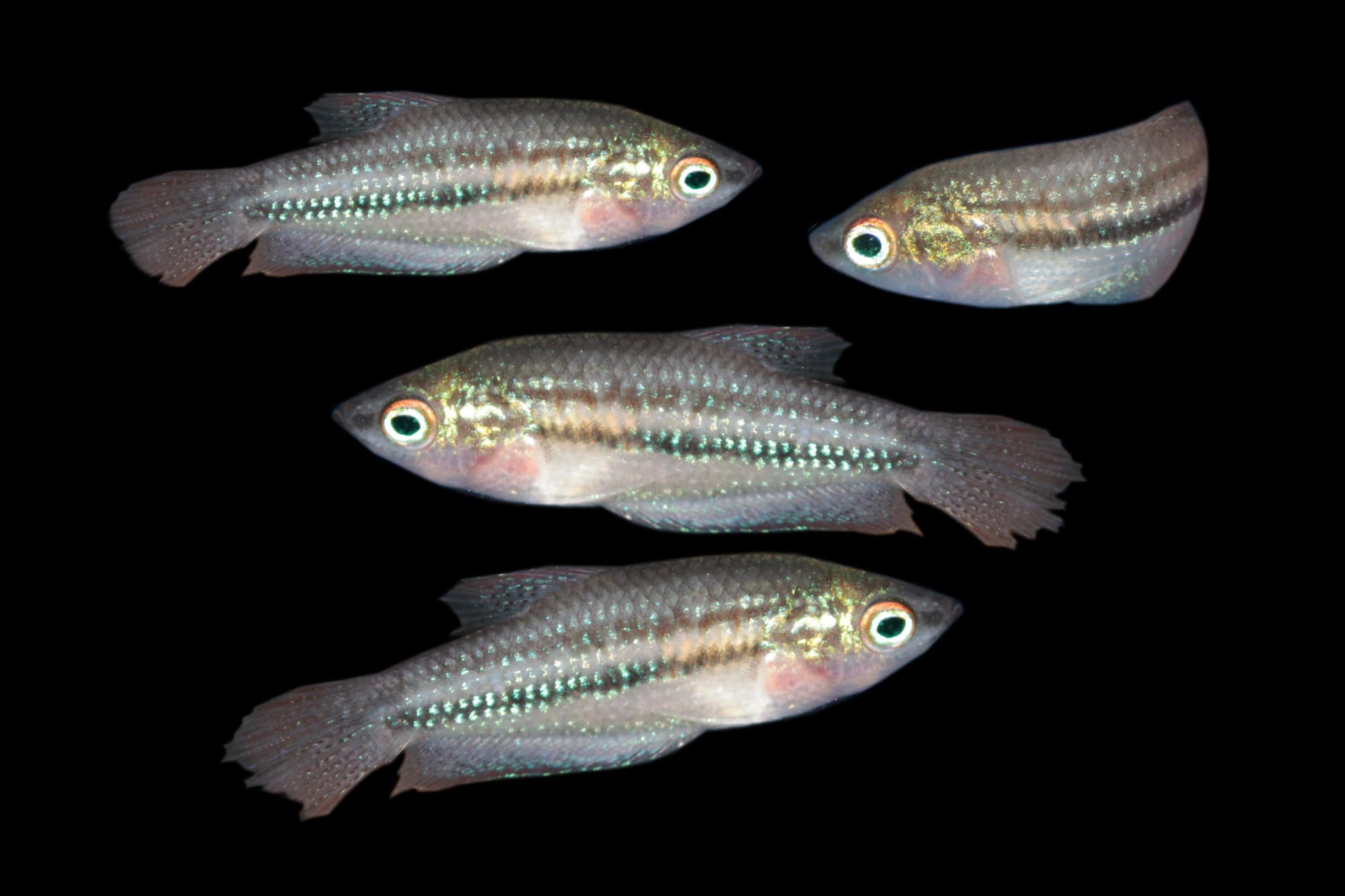 Gourami espumoso