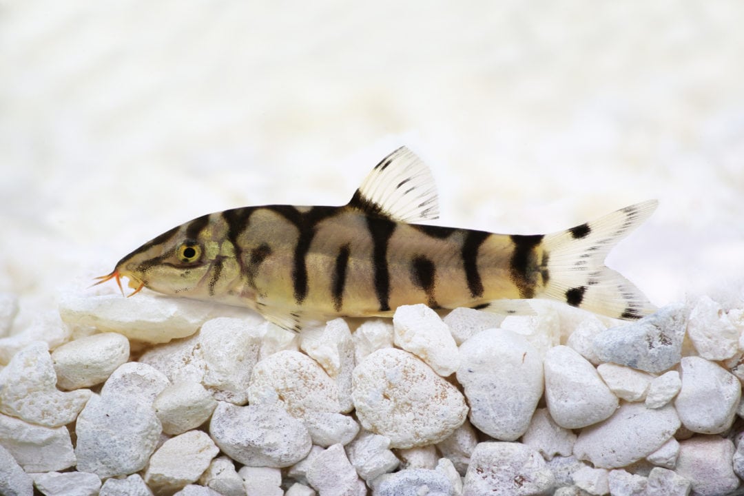Nylo Fish 22 Fish That Eat Snails, Along With Helpful, Handy Hints!