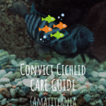 Convict Cichlid