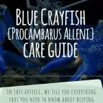 Blue Crayfish Care Guide