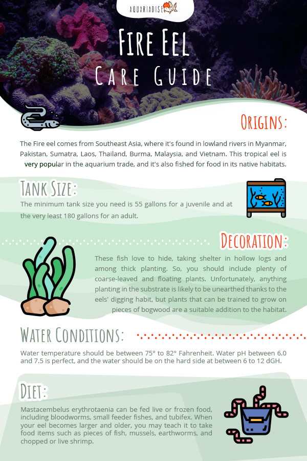 Fire Eel Care Guide