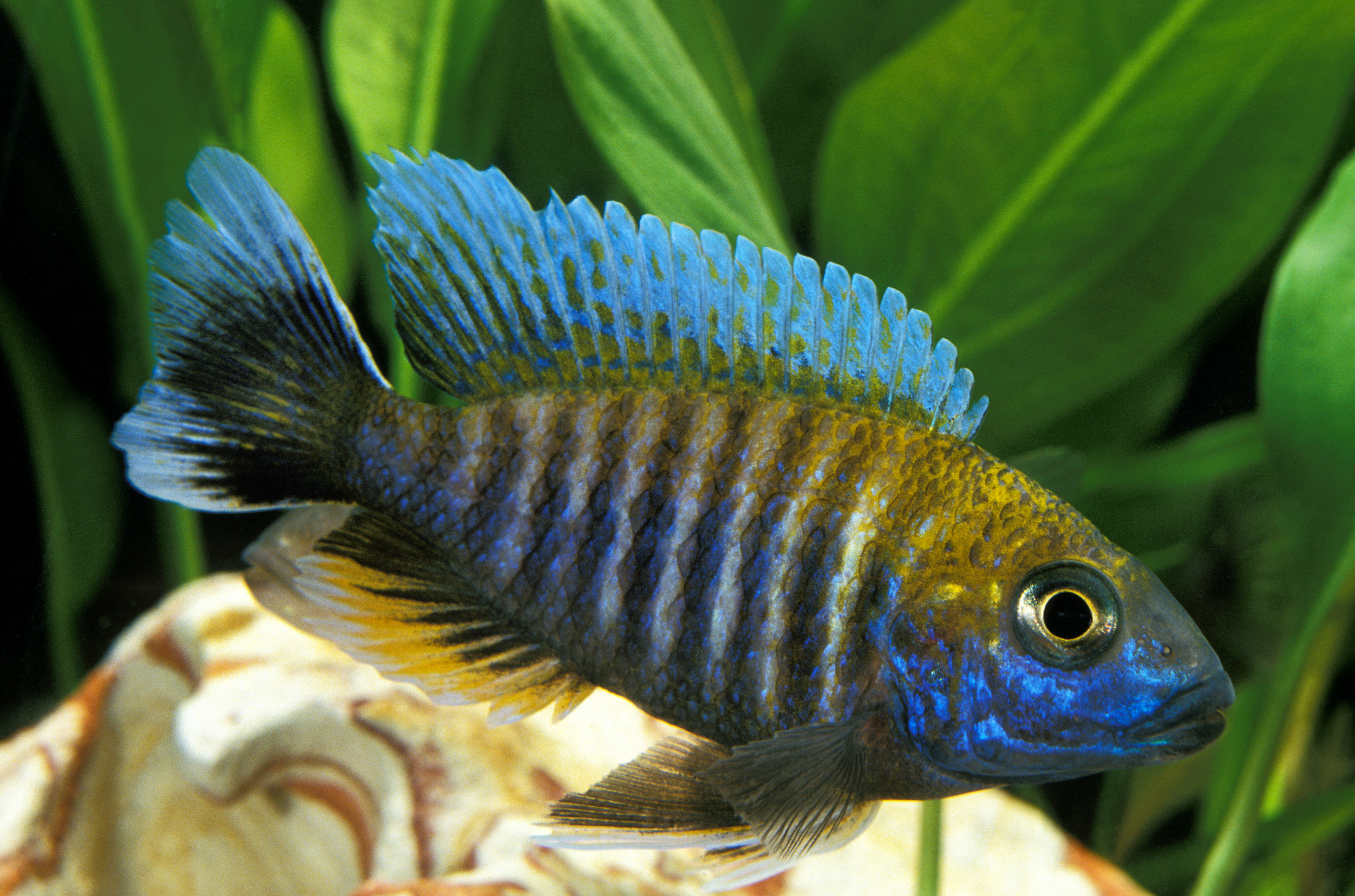 Peacock Cichlid