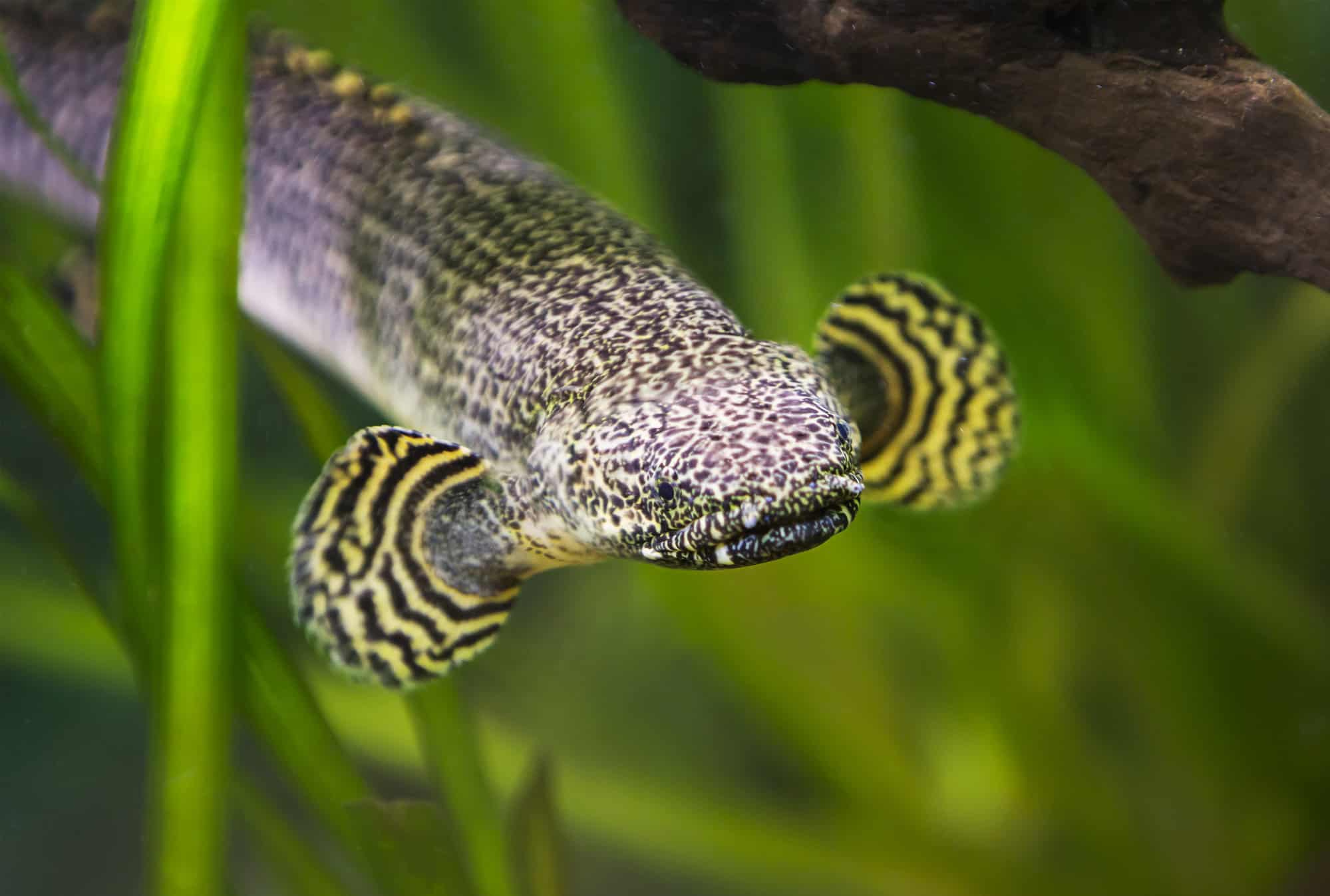 Bichir