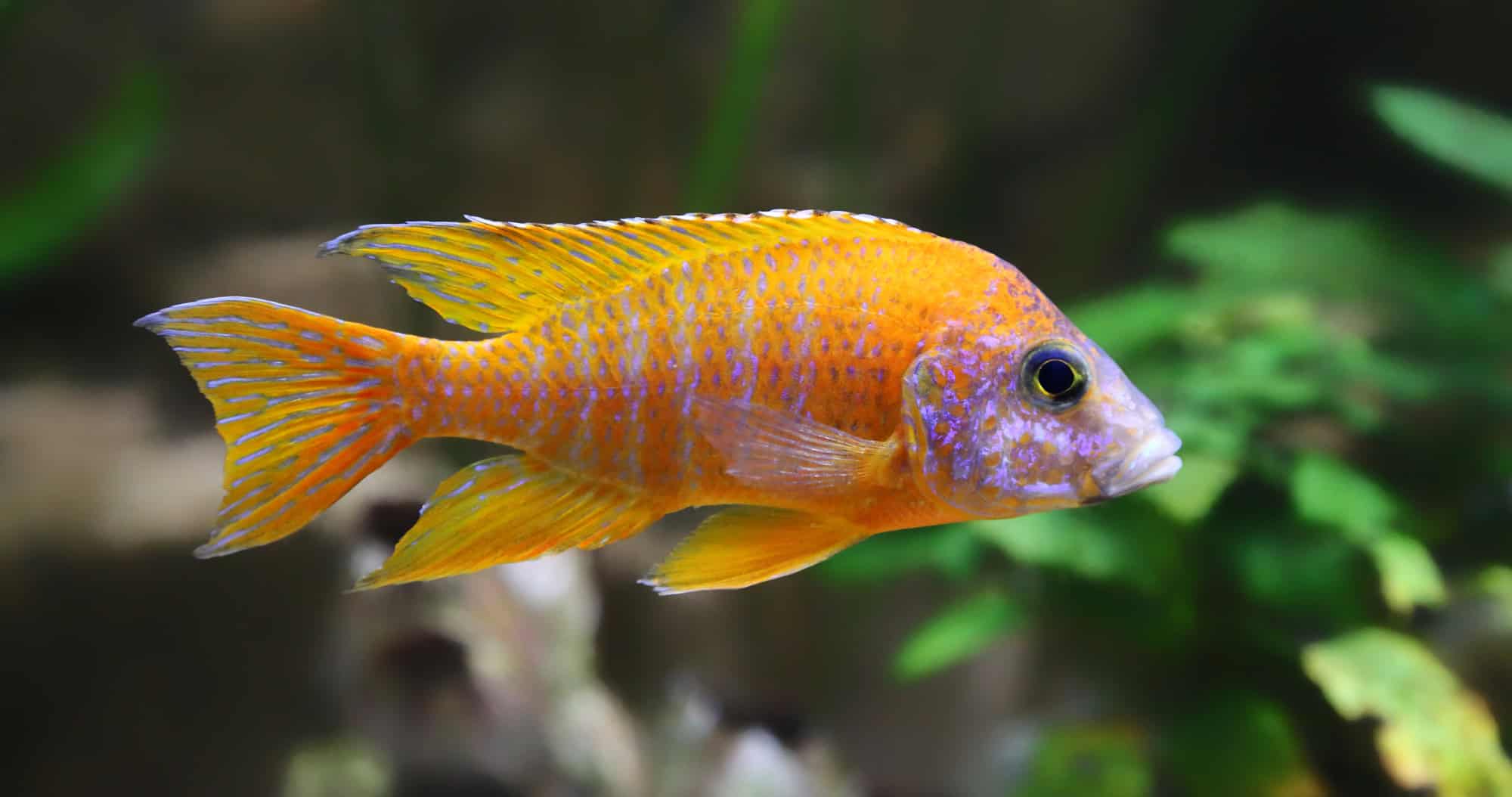 Peacock Cichlid