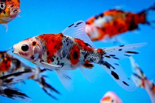 Shubunkin Care Guide Spotted And Colored Goldfish Aquariadise