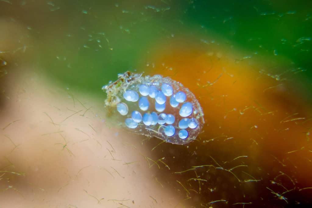 Snail Eggs Our Ultimate Guide to Identification and Care
