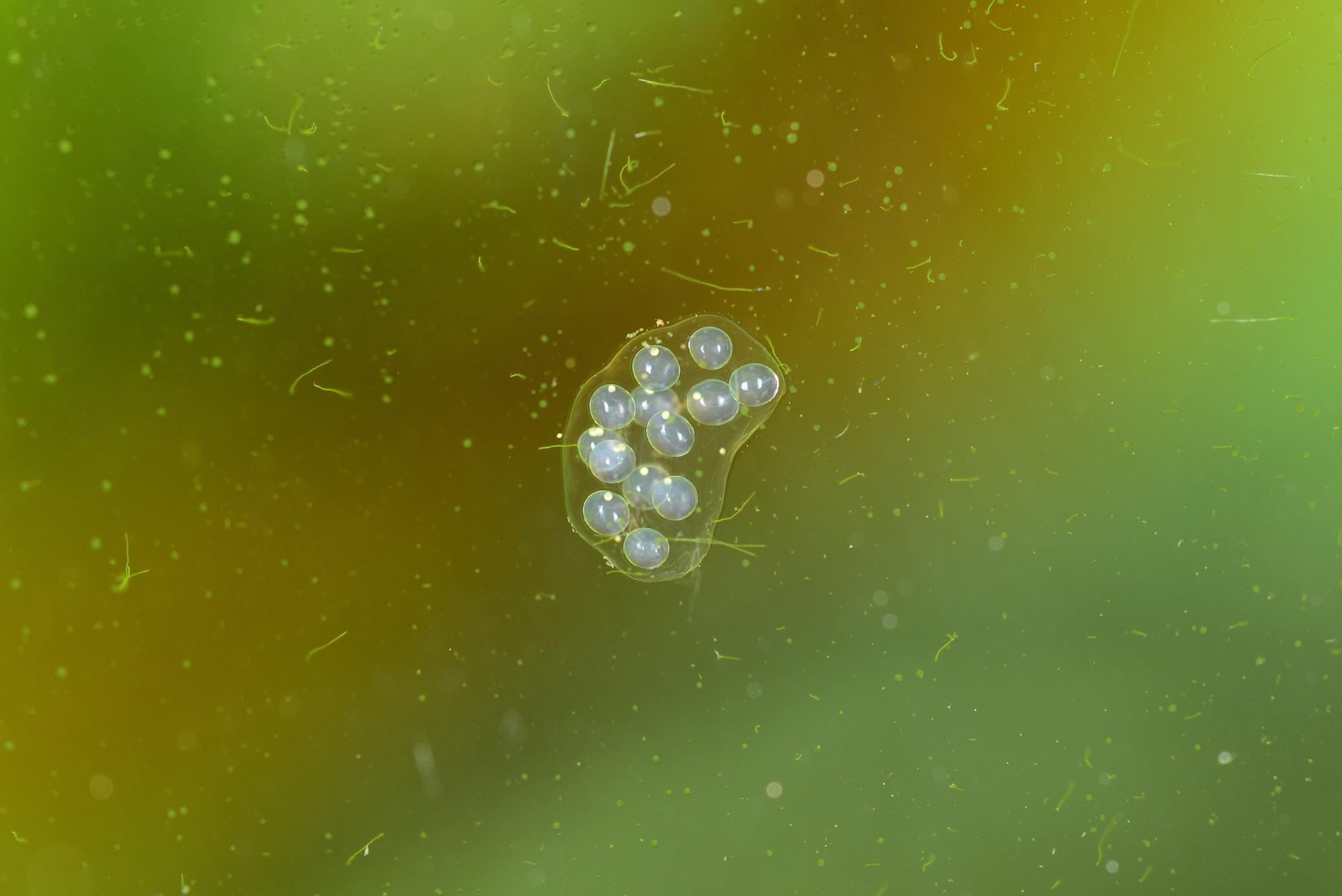 snail eggs