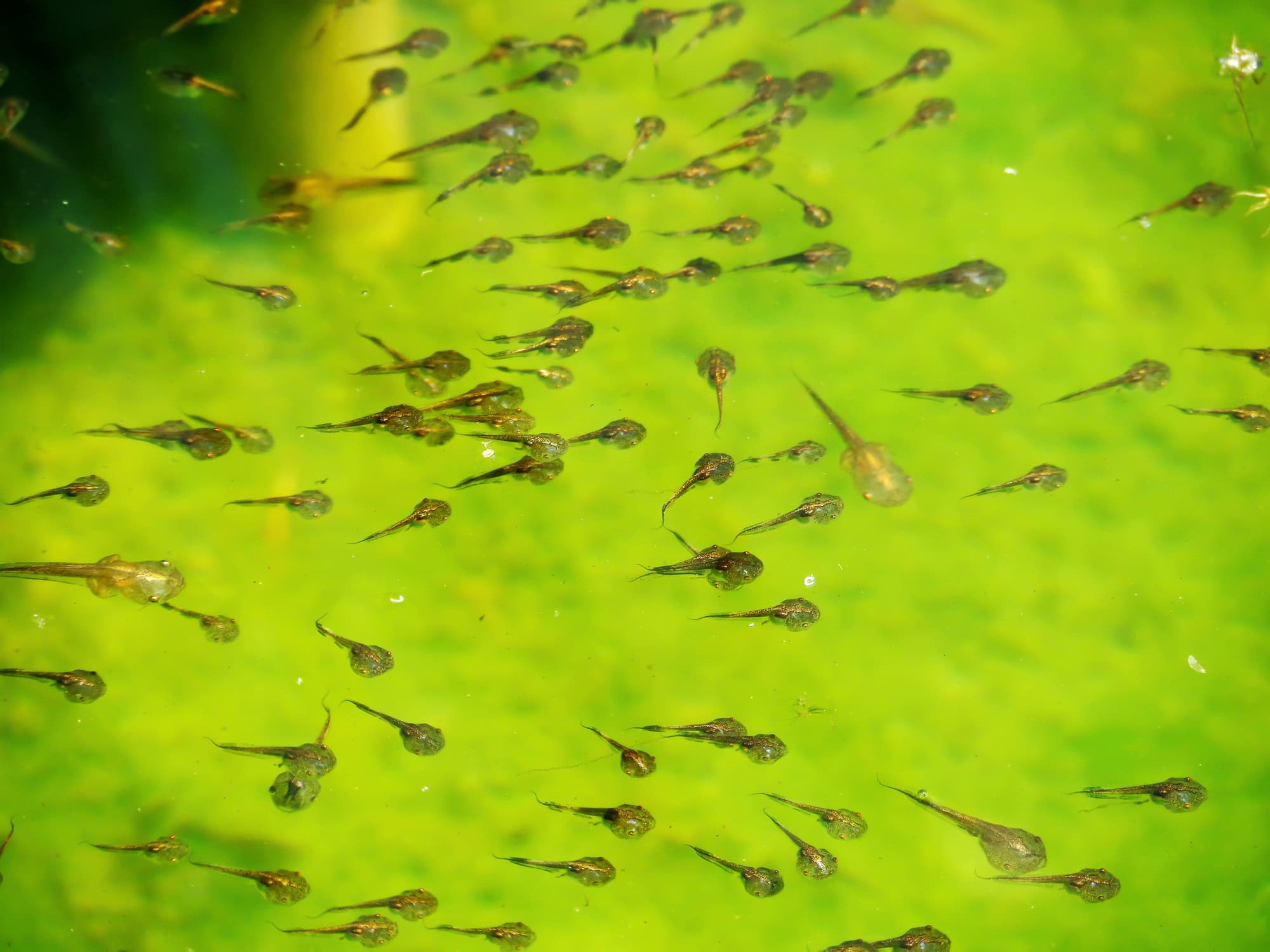 What do Tadpoles eat