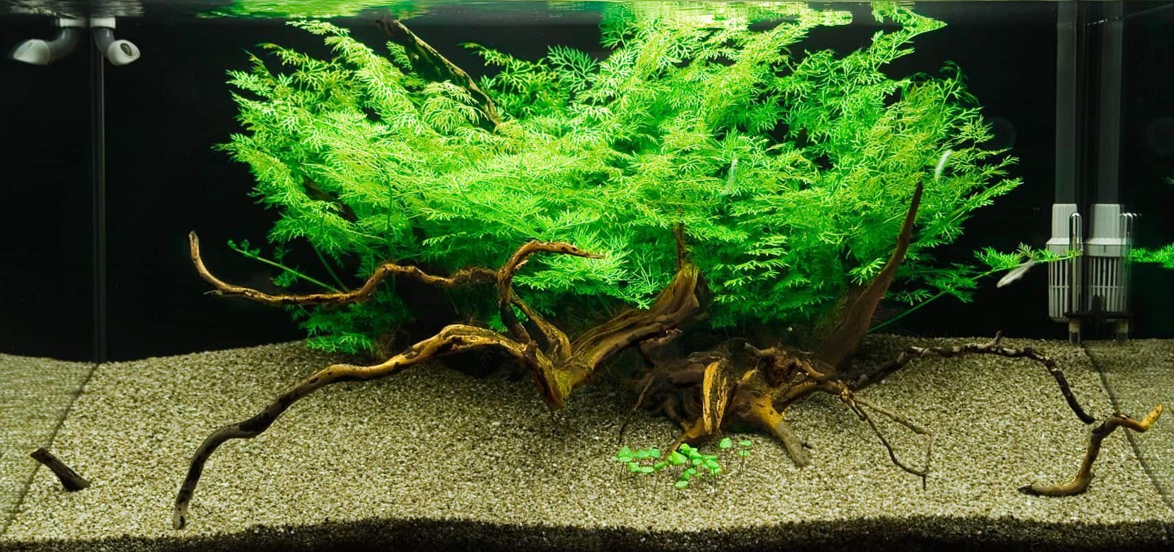 10 Aquarium Plants for Beginners: Stylish and Simple 8 water sprite