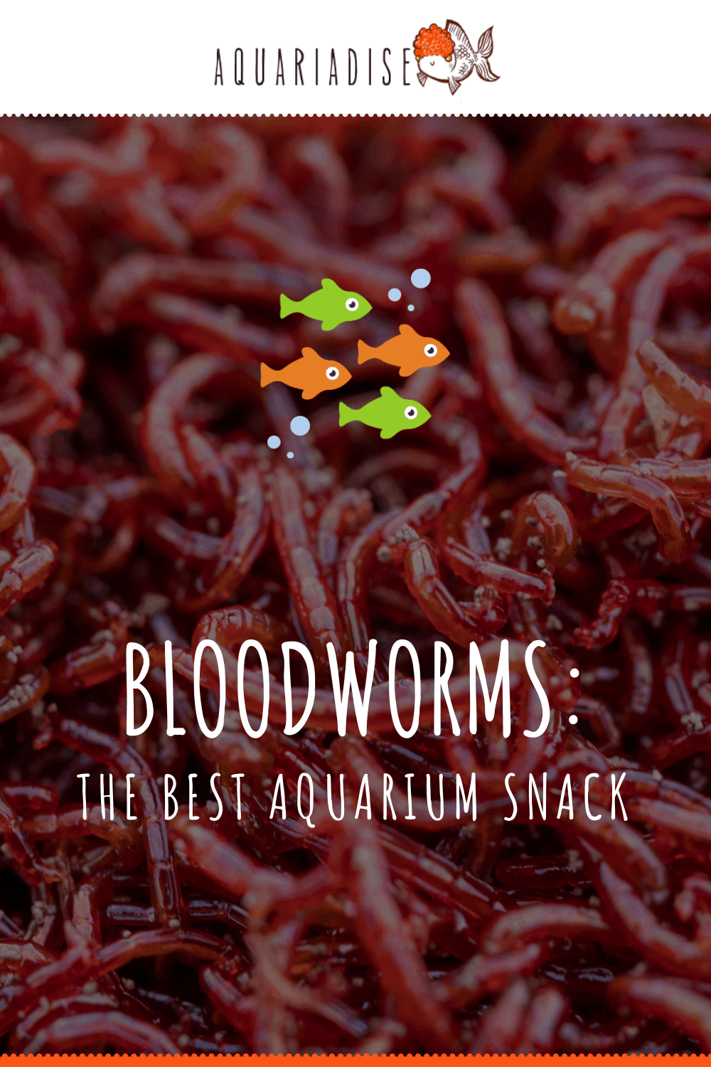 Bloodworms: The Best Aquarium Snack - Aquariadise