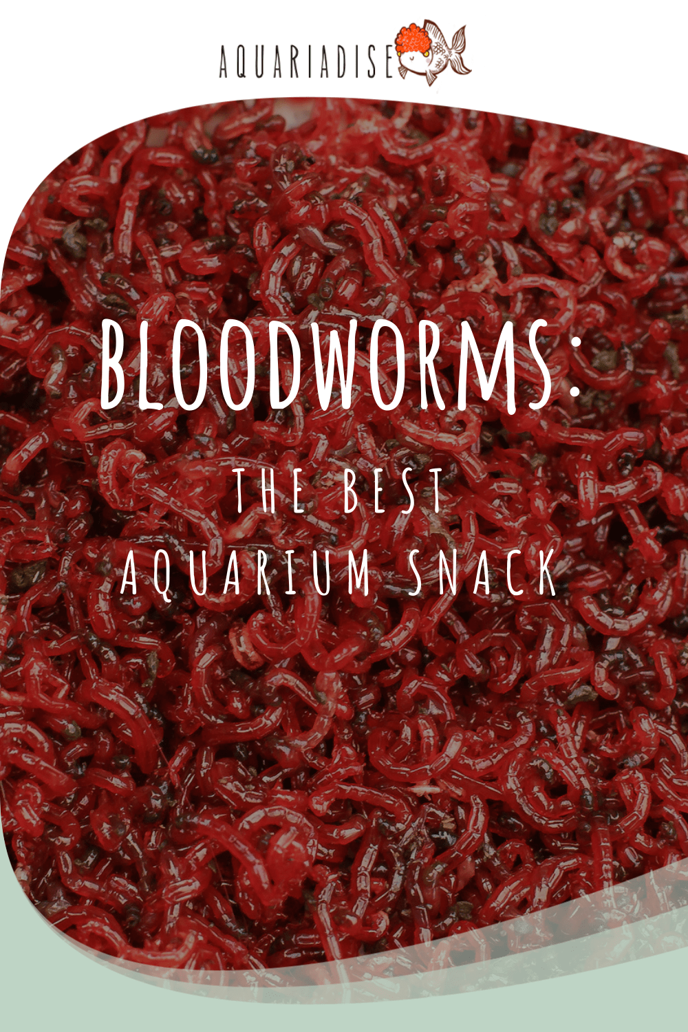 Bloodworms: The Best Aquarium Snack - Aquariadise
