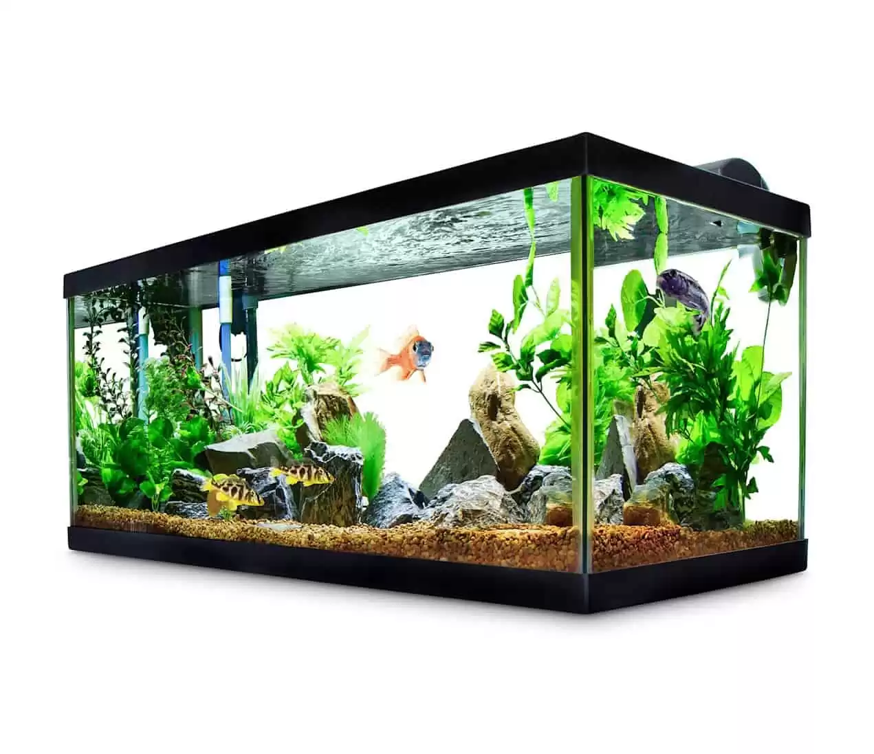 Aqueon Standard Glass Aquarium Tank 40 Gallon Breeder