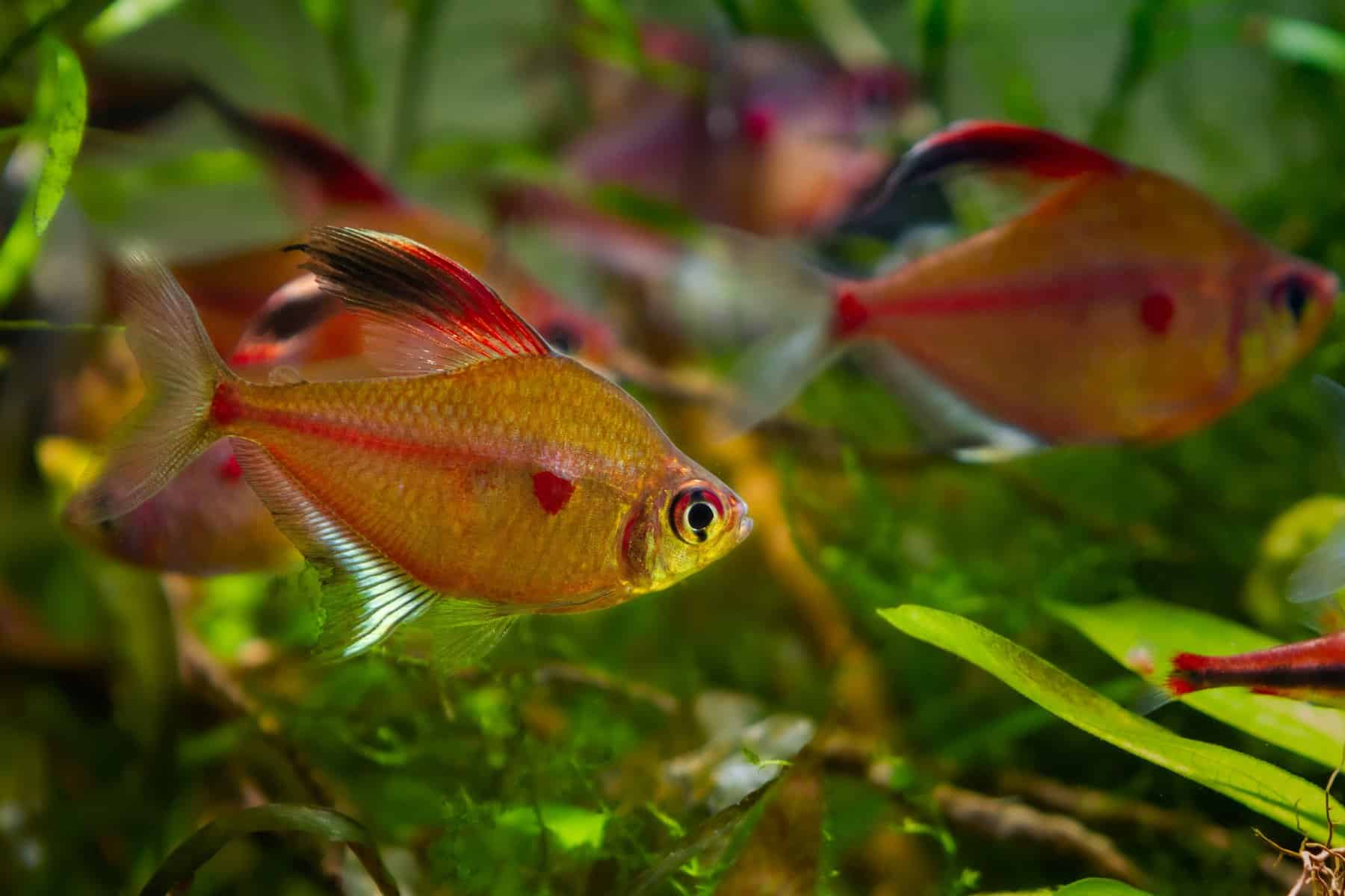 Types of Tetras