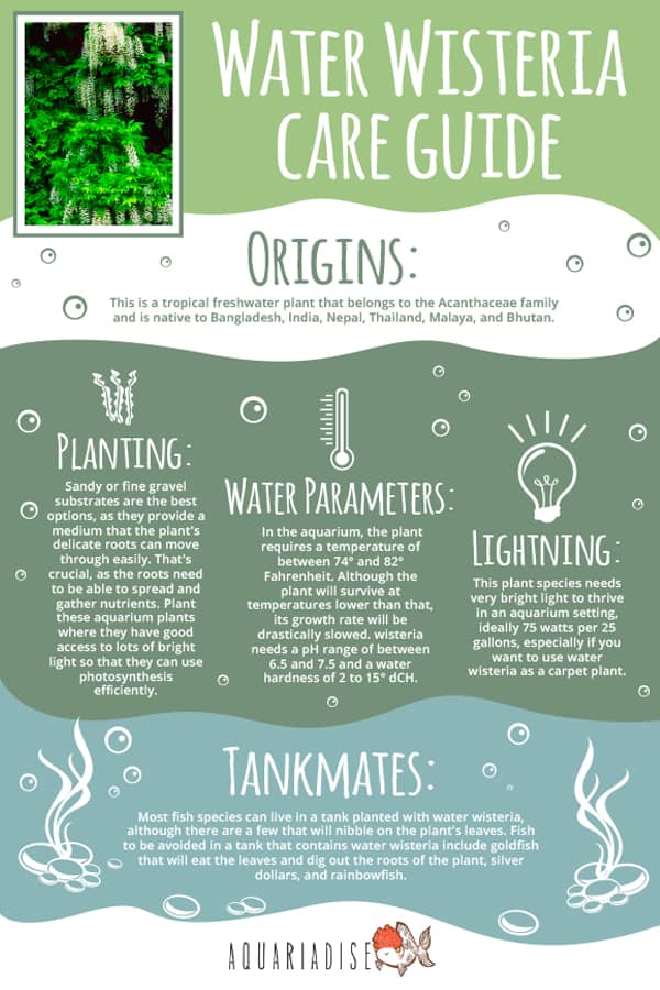 Guía de cuidado de glicinias de agua