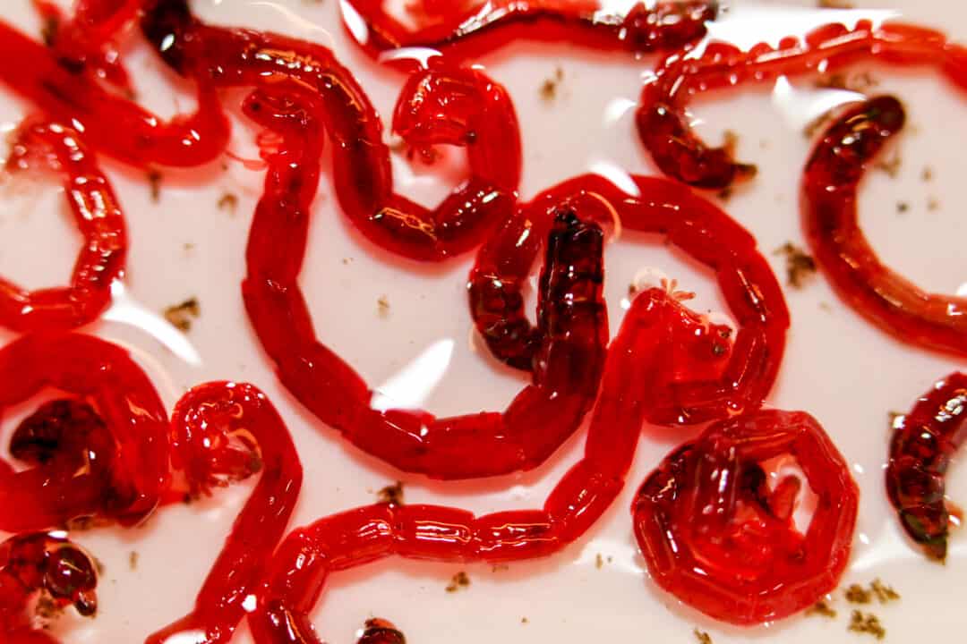 Can Red Worms Live In Water At Rita Skelley Blog