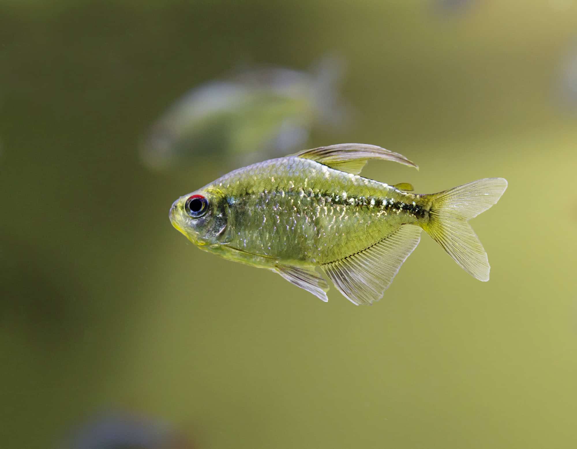 small tropical fish with a brightly coloured compressed body