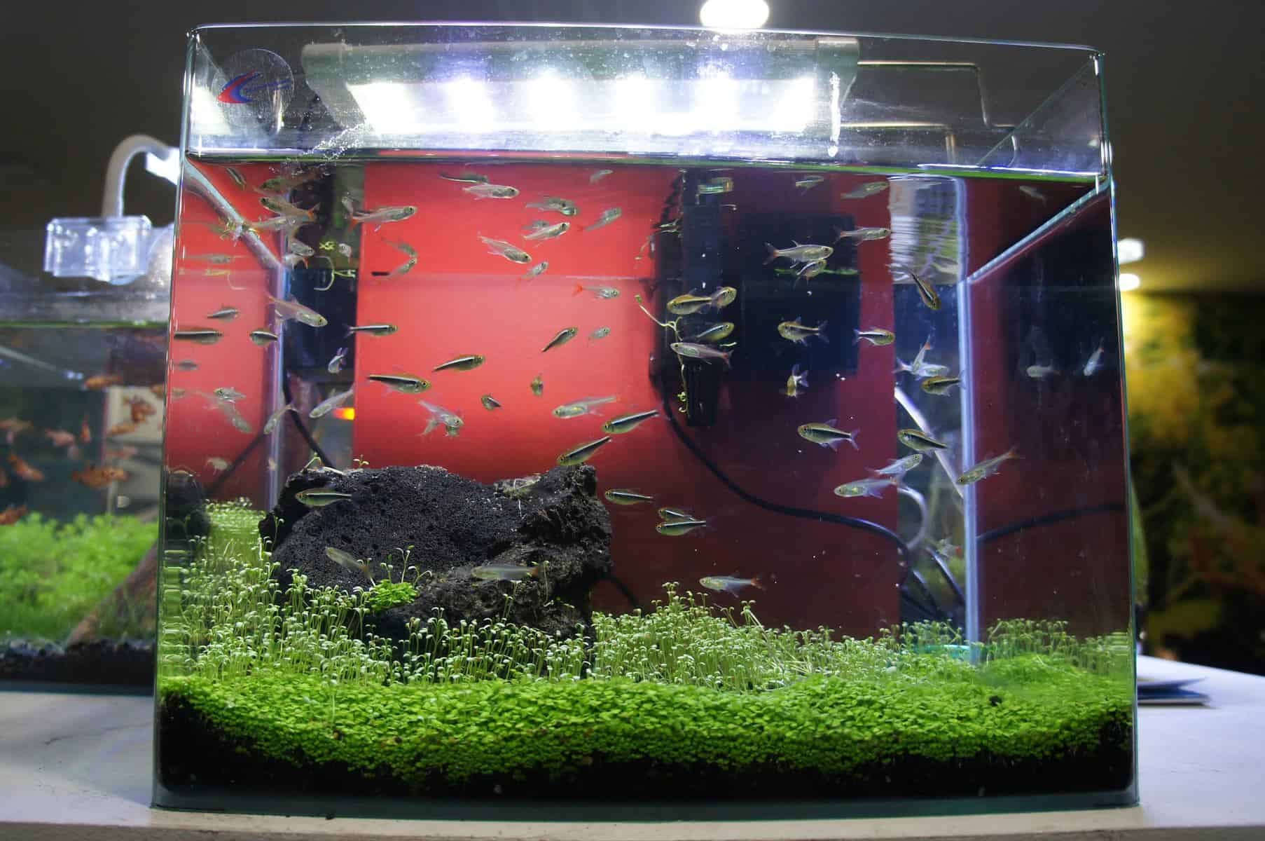 10 gallon fish tank with small fishes