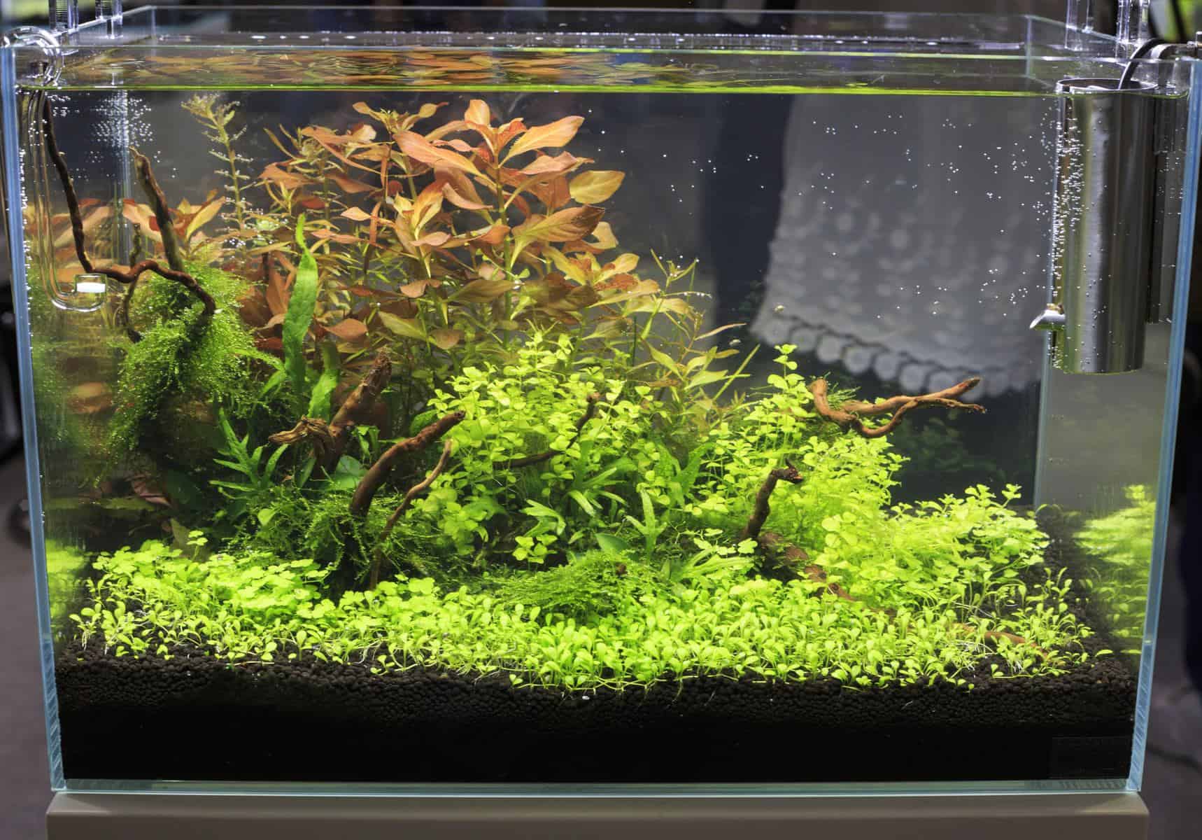 10 gallon freshwater aquarium fish tank