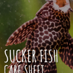 Suckerfish Care Sheet