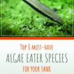 Algae Eater Species
