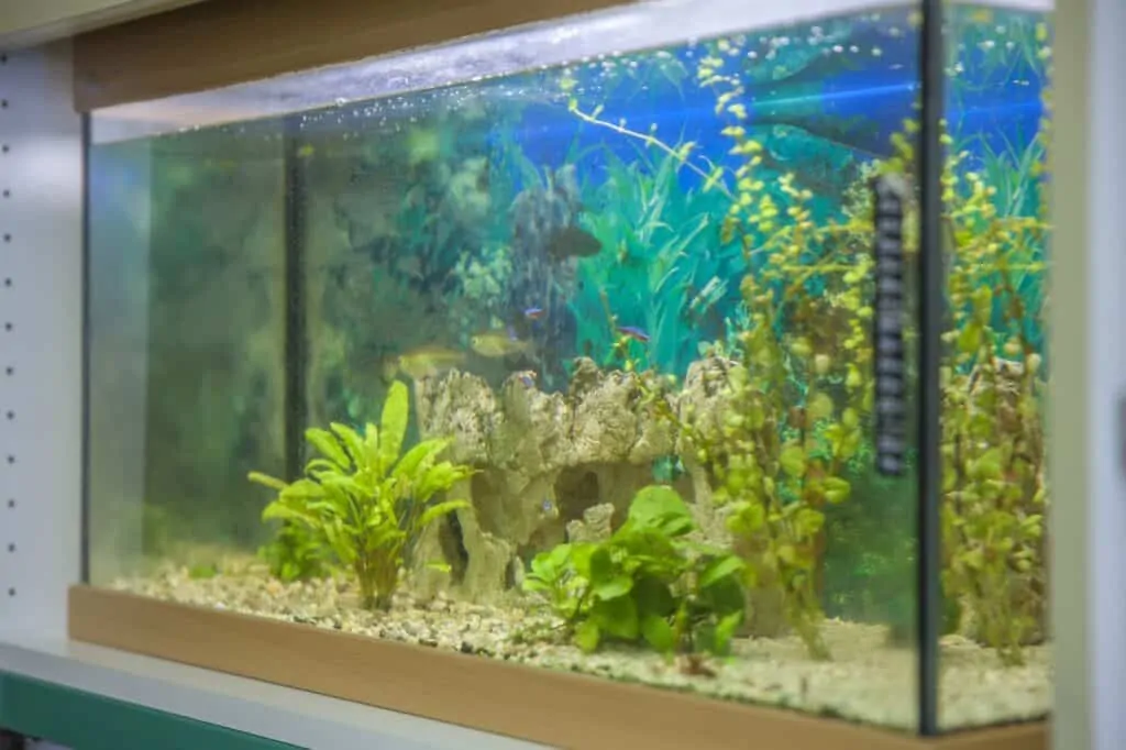 20 gallon fish aquarium