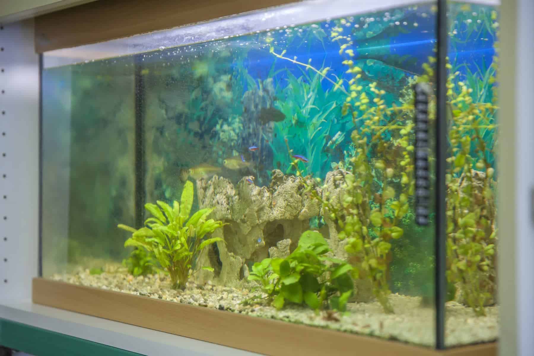 How Big is 20 Gallon Fish Tank? - Aquariumia