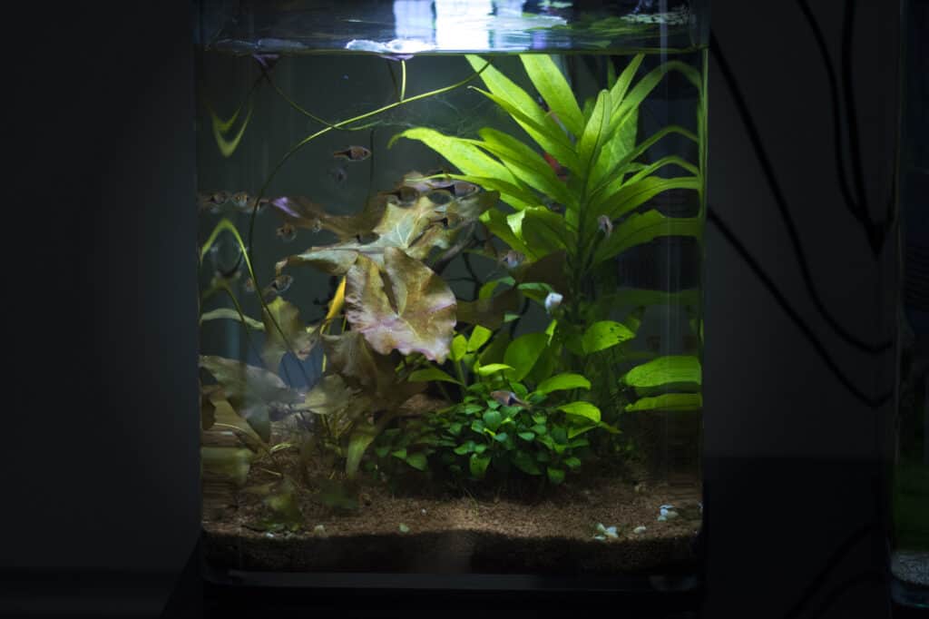 5 gallon freshwater fish tank