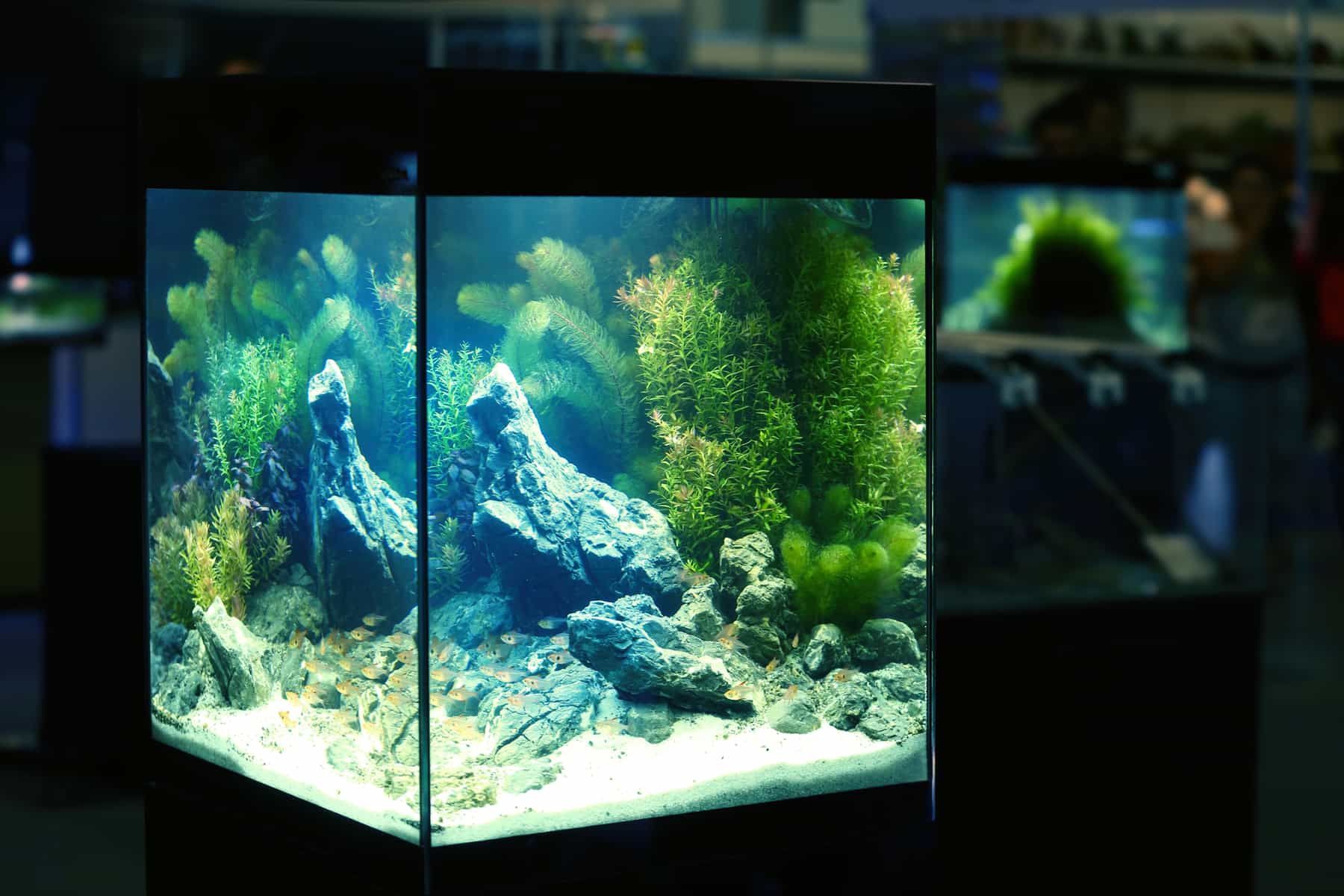 5 gallon fish tank in pet shop