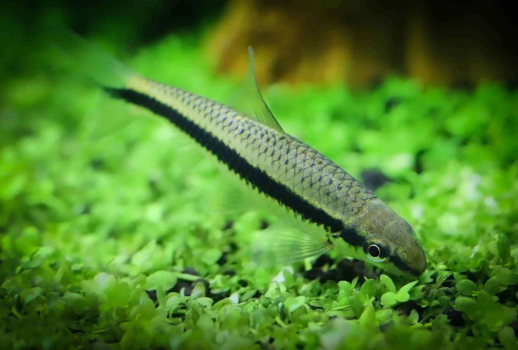 algae eater fish eating plants in aquarium