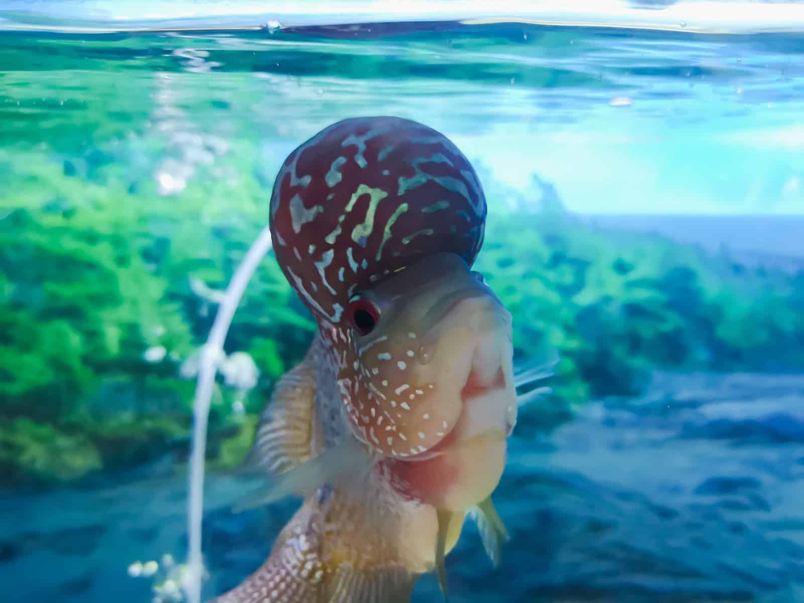 beautiful flowerhorn fish with big horn head in the aquarium