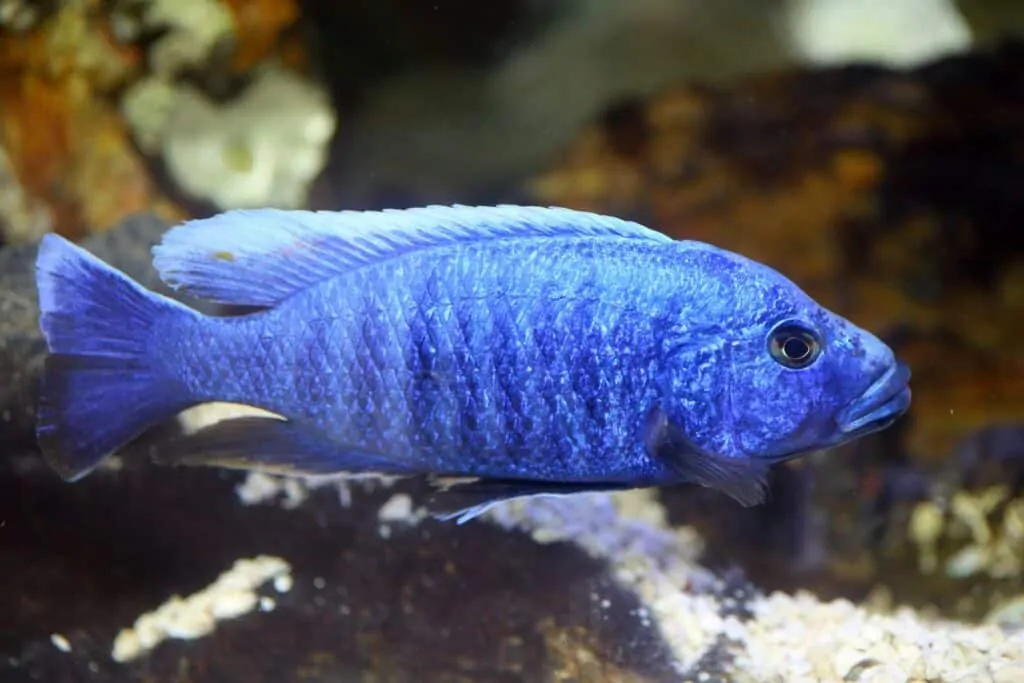 electric blue hap cichlid (sciaenochromis fryeri) underneath the aquarium