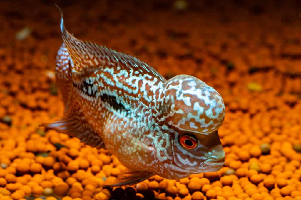 flowerhorn cichlid fish in aquarium