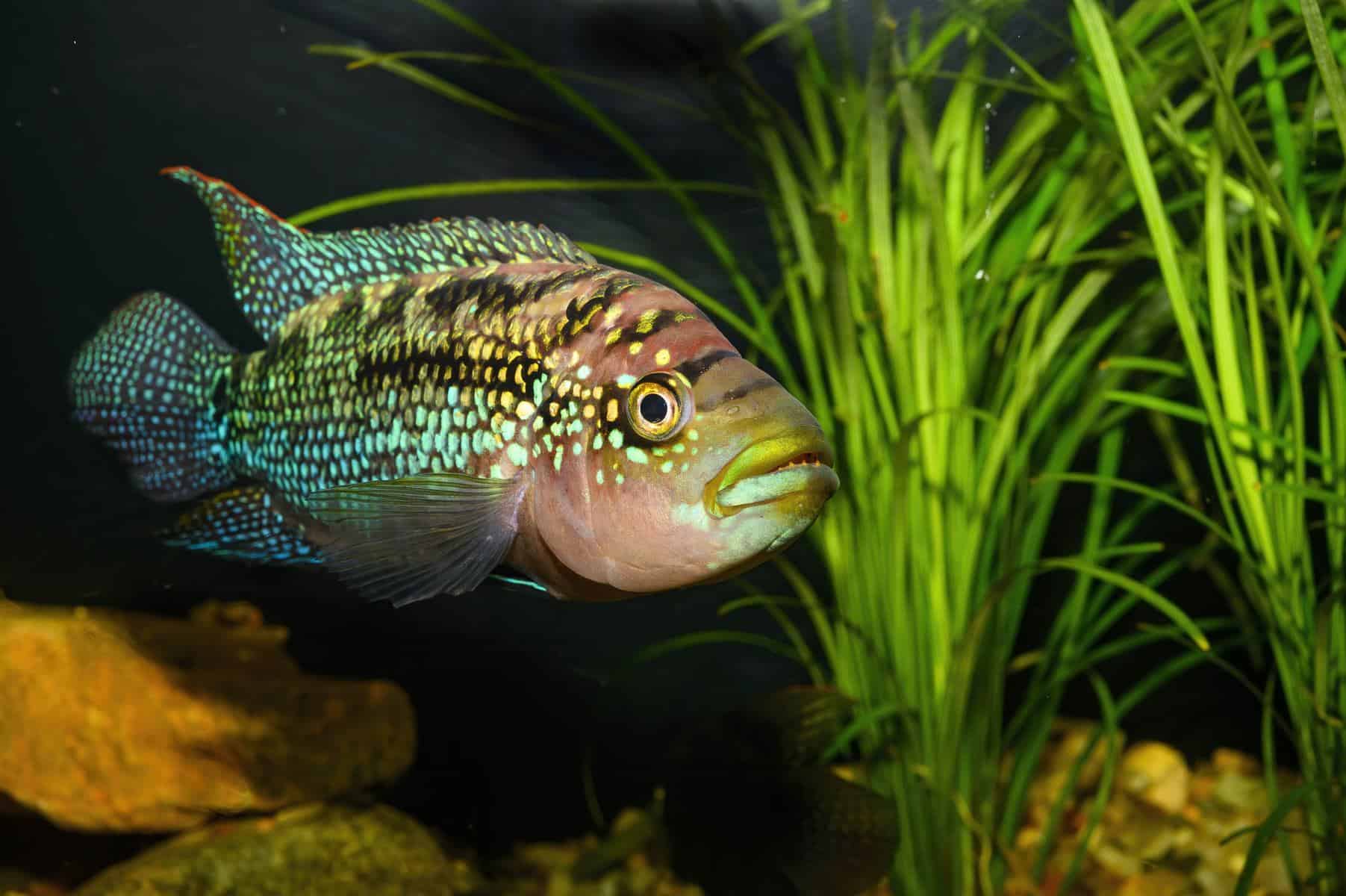 What Do Jack Dempsey Fish Eat? 2 What Do Jack Dempsey Fish Eat