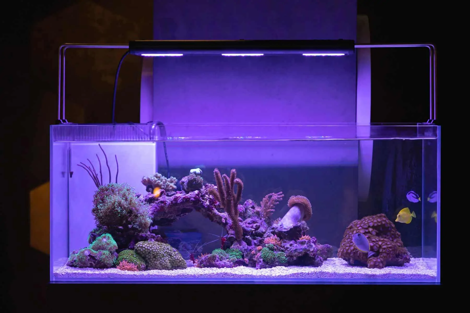 40 gallon breeder tank with corals