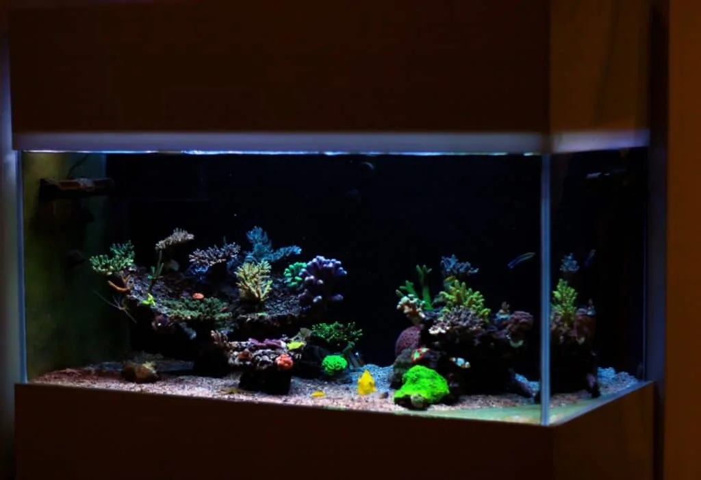 75 gallon aquarium with corals