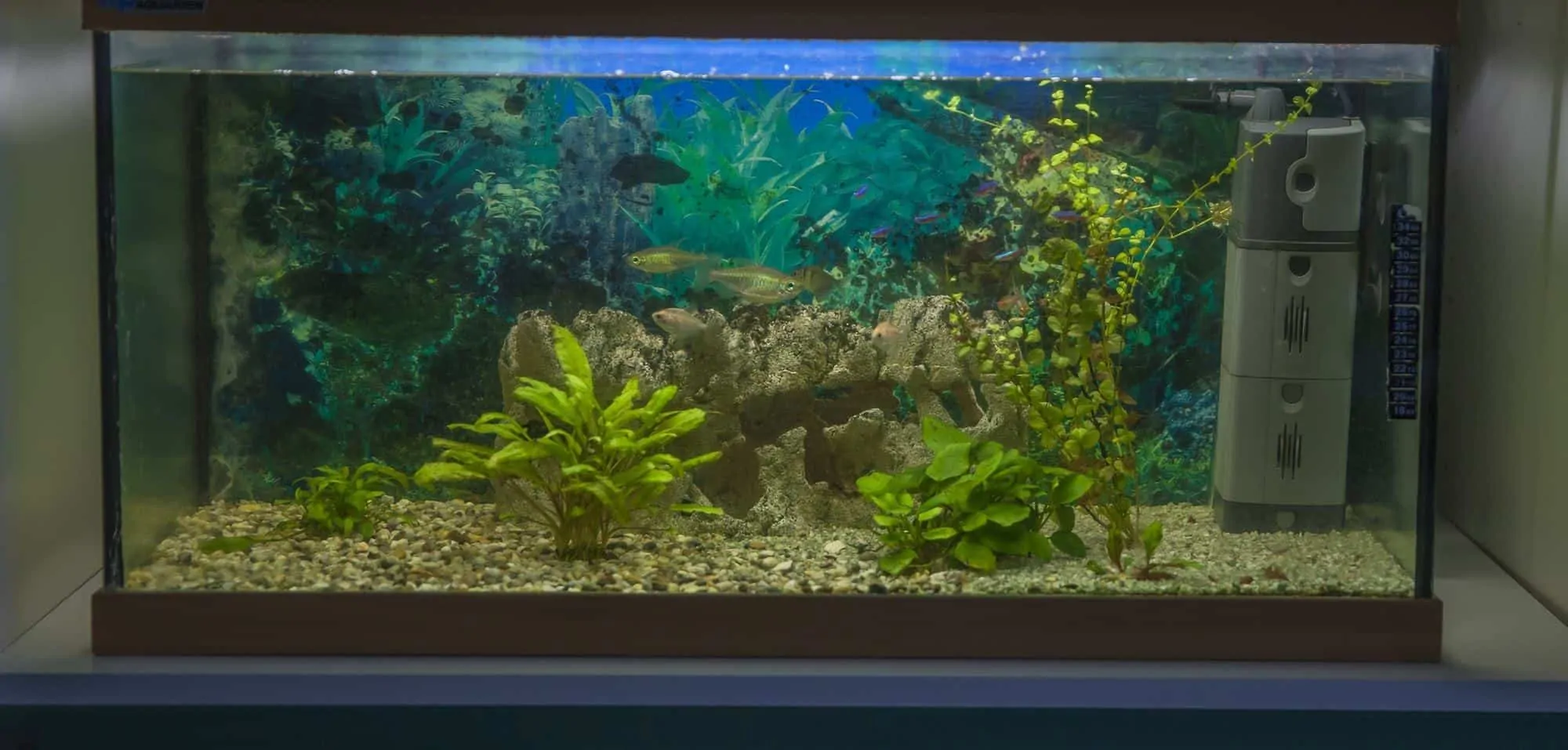 75 gallon freshwater aquarium