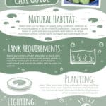 Water Lily Care Guide