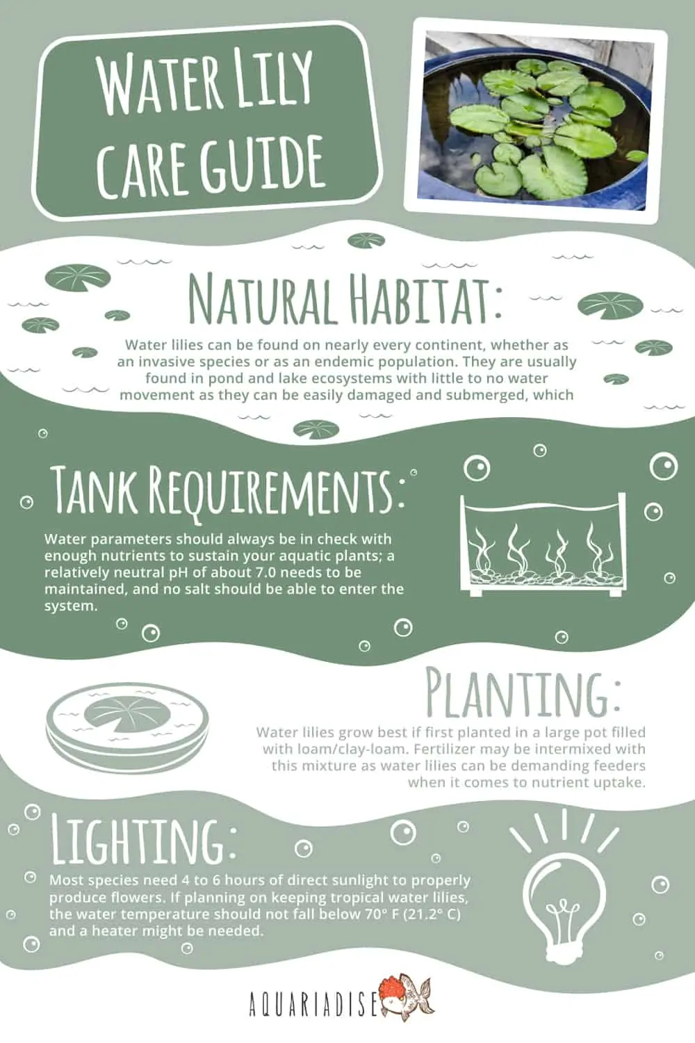 Water Lily Care Guide