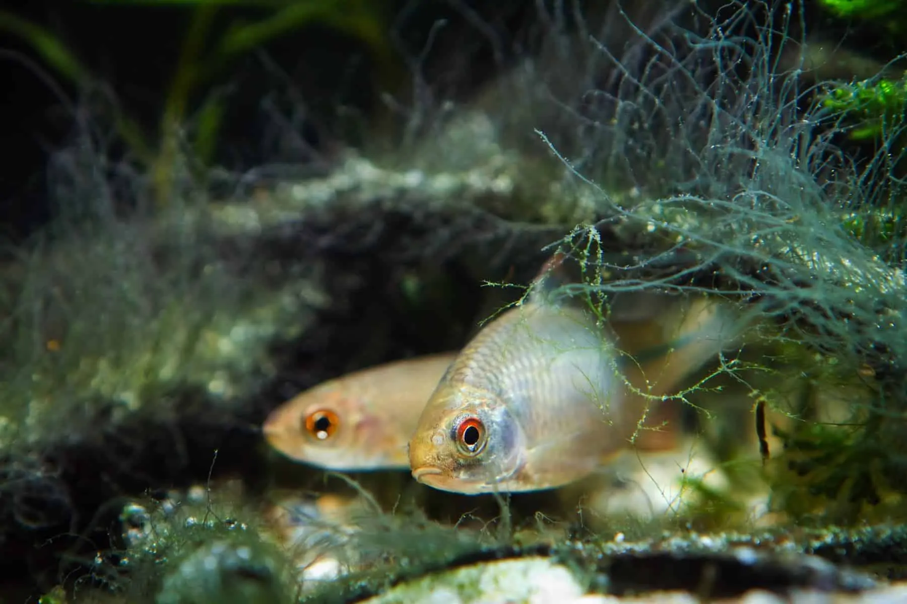 fish hiding in staghorn algae